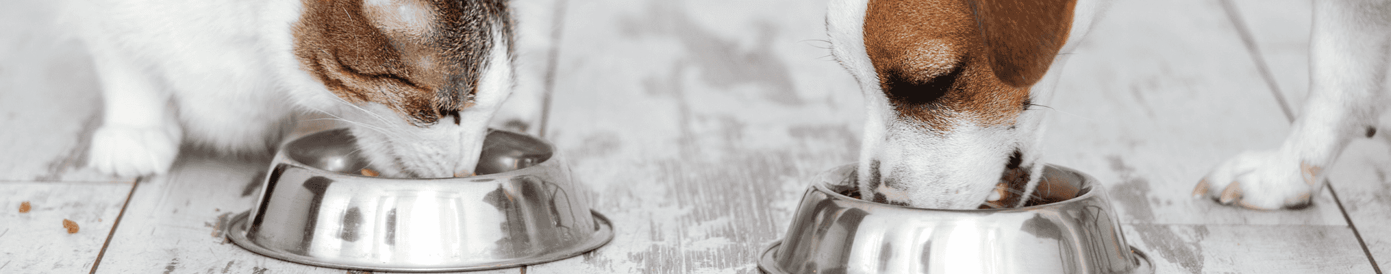 croquettes pour chien et chat