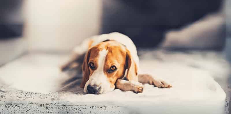 Troubles digestifs chien