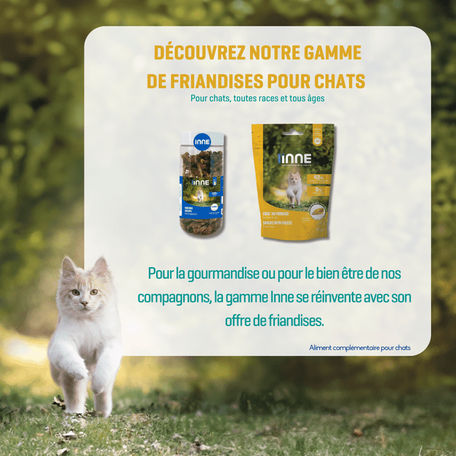 Anchois séchés pour chats