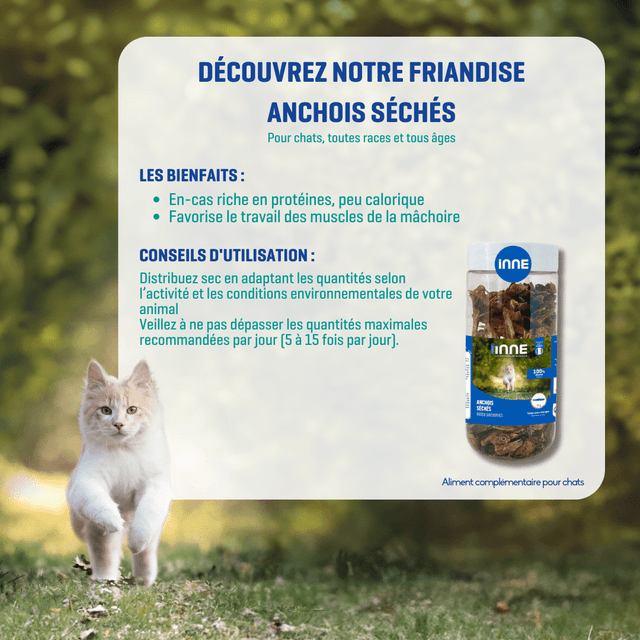 Anchois séchés pour chats