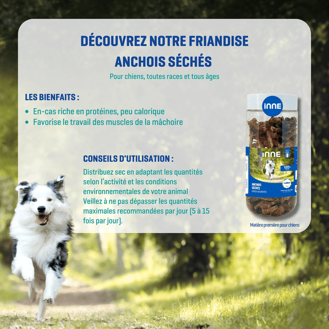 Anchois séchés pour chiens