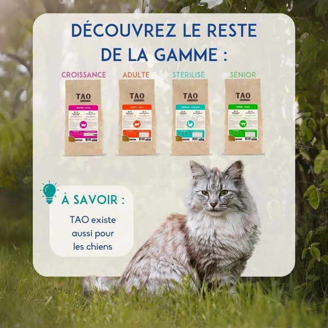 Croquettes chat sénior