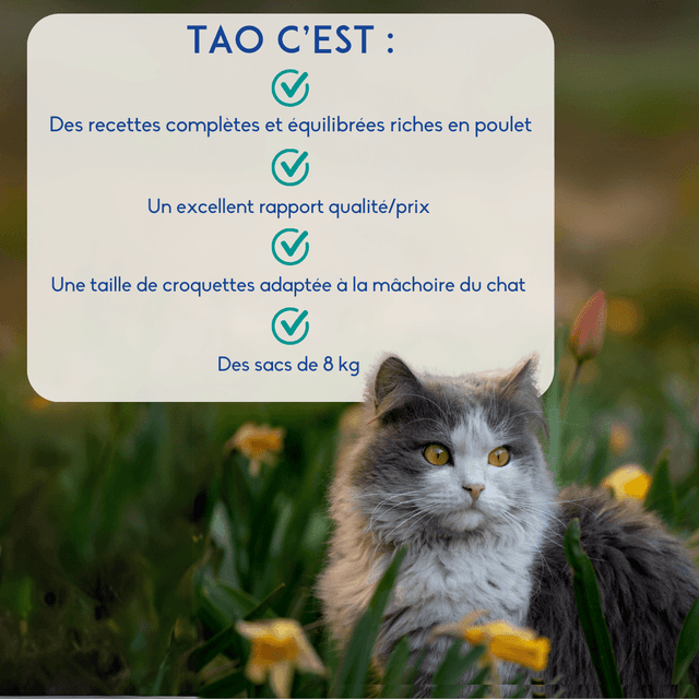 Croquettes chat sénior