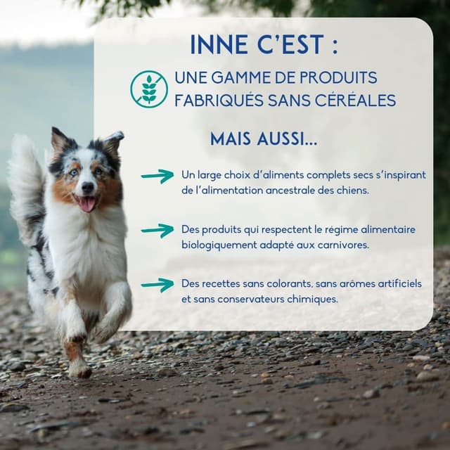 Croquettes chien nutrition
