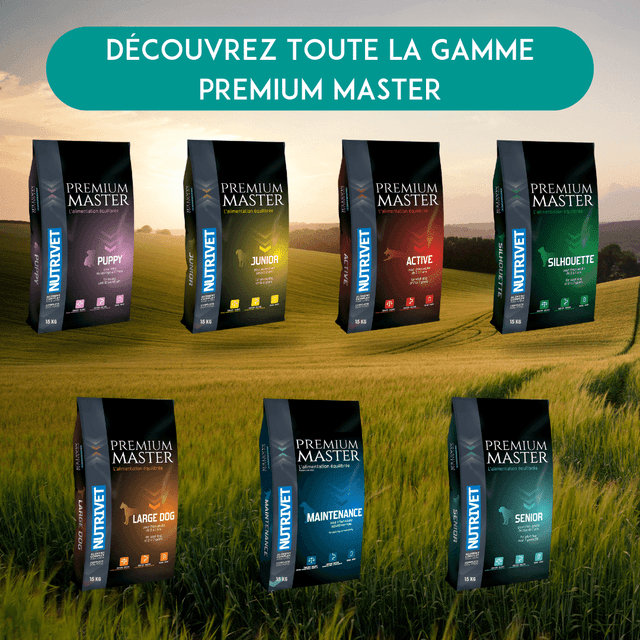 Croquettes chien senior