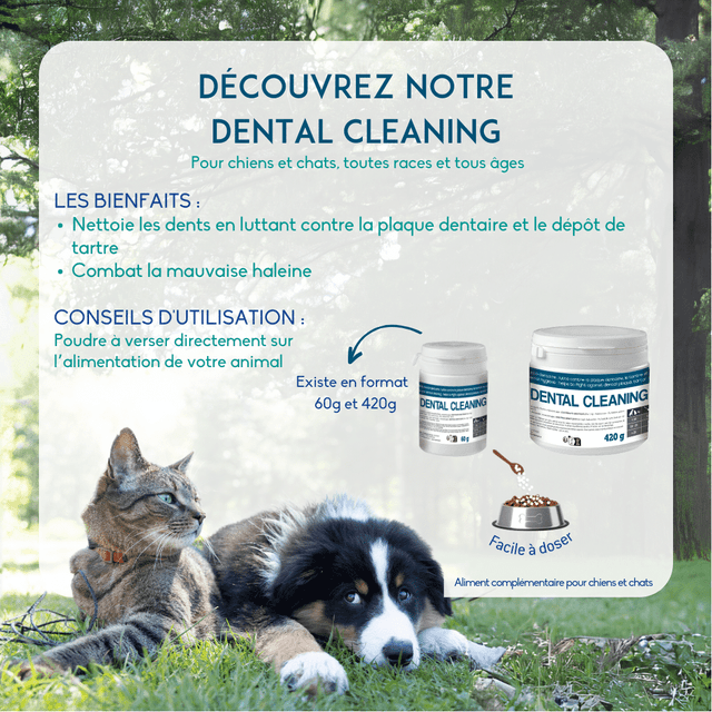 Dental cleaning en poudre
